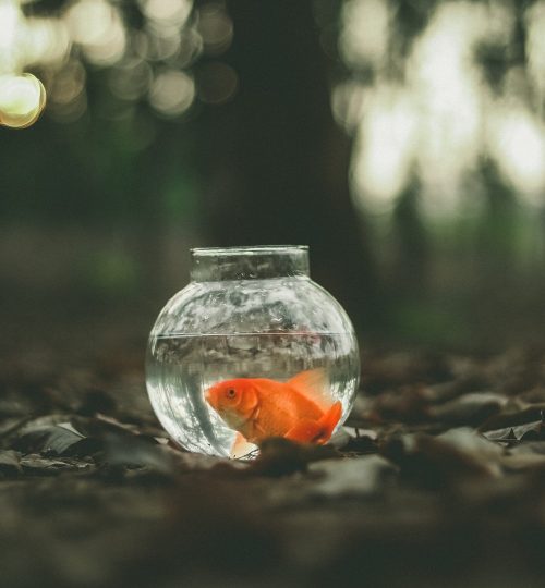 learn to be resilient